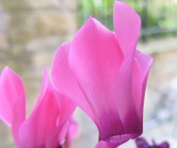 cw-cyclamen